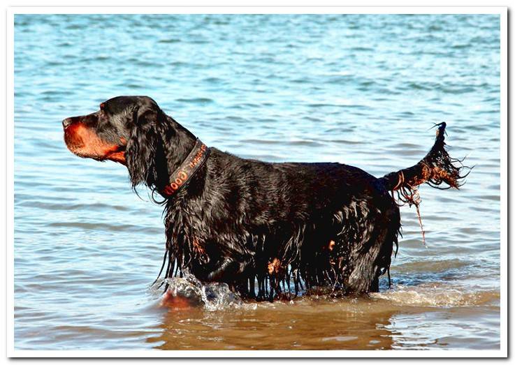 dog-of-breed-gordon-setter-in-the-water