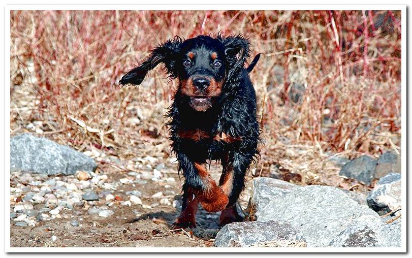 dog-gordon-setter-running