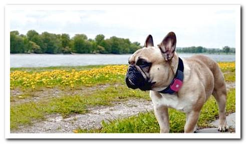 GPS locator for dogs - What you need to know