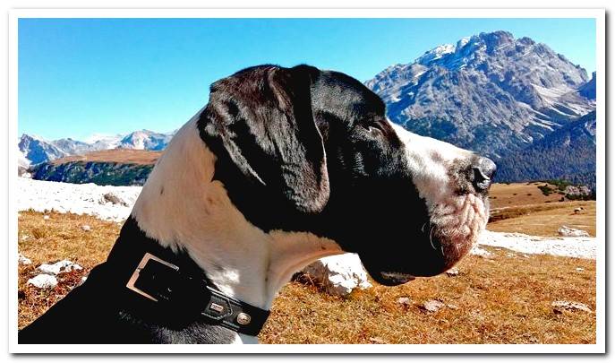 Great Dane breed dog on the mountain