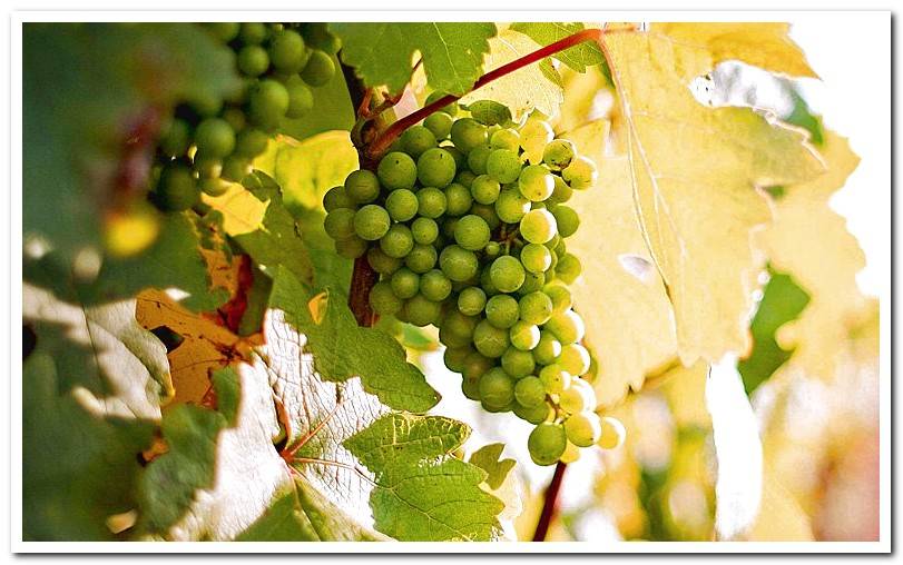 grapes-in-vineyard