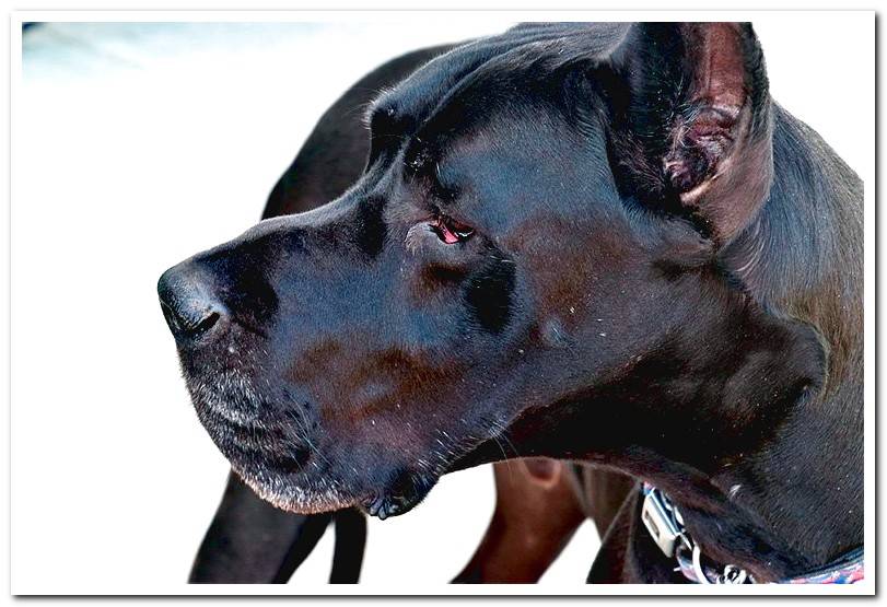 Great Dane in the forest