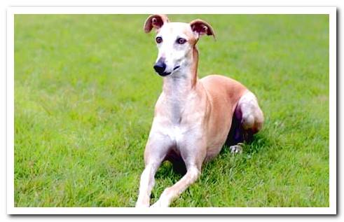 spanish greyhound