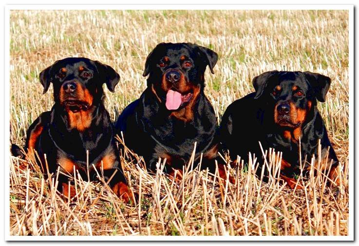 group-of-dogs-of-breed-rottweiler