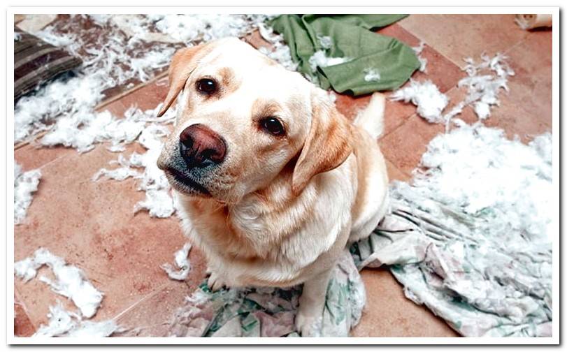 dog-with-a-guilty-face-after-breaking-the-bed