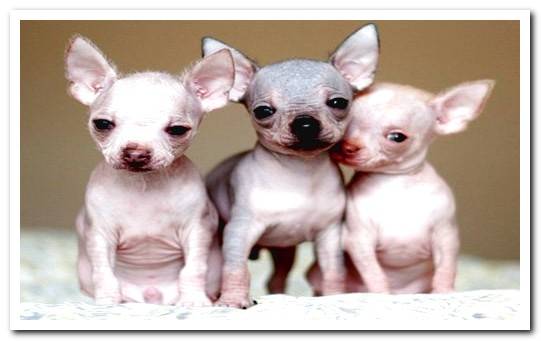 hairless-chihuahua-puppies