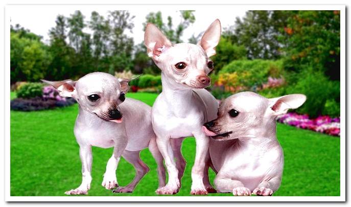 hairless-chihuahuas