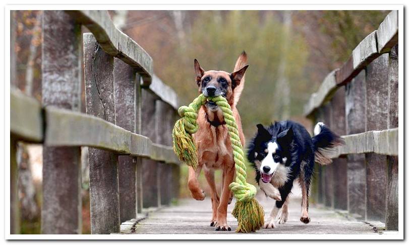 dogs-happy-playing