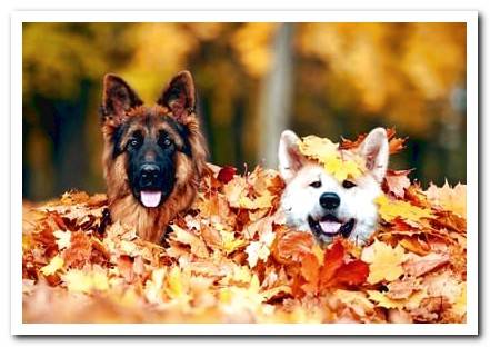 happy dogs