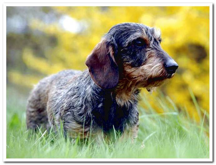 hard-haired-dachshund-in-the-field