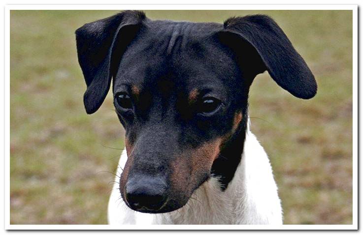 head-of-a-japanese-terrier