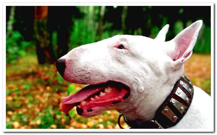 english-bull-terrier-head