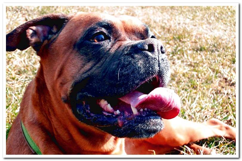 boxer dog lying down