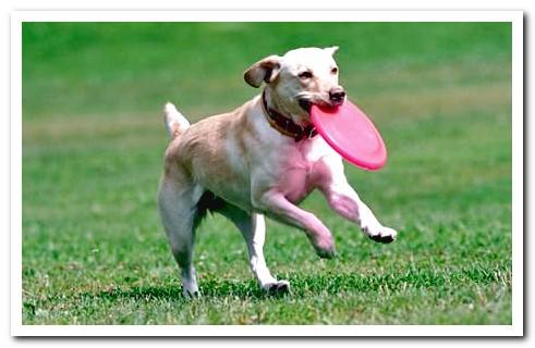 dog playing with a frisbee