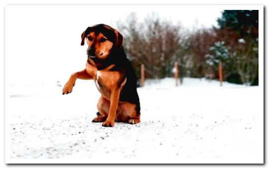 Wobbler syndrome in dogs - Causes, symptoms and treatment