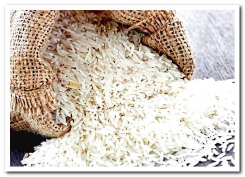 rice