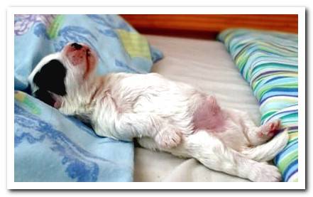 puppy dreaming in bed