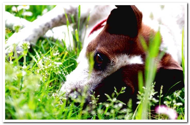 hot-dog-cooling-in-the-grass