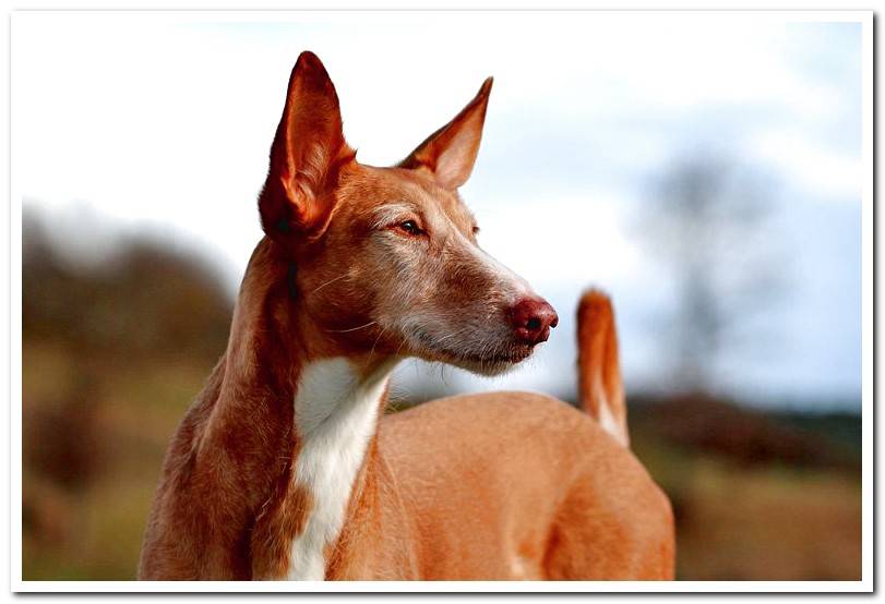 hound with ears pricked