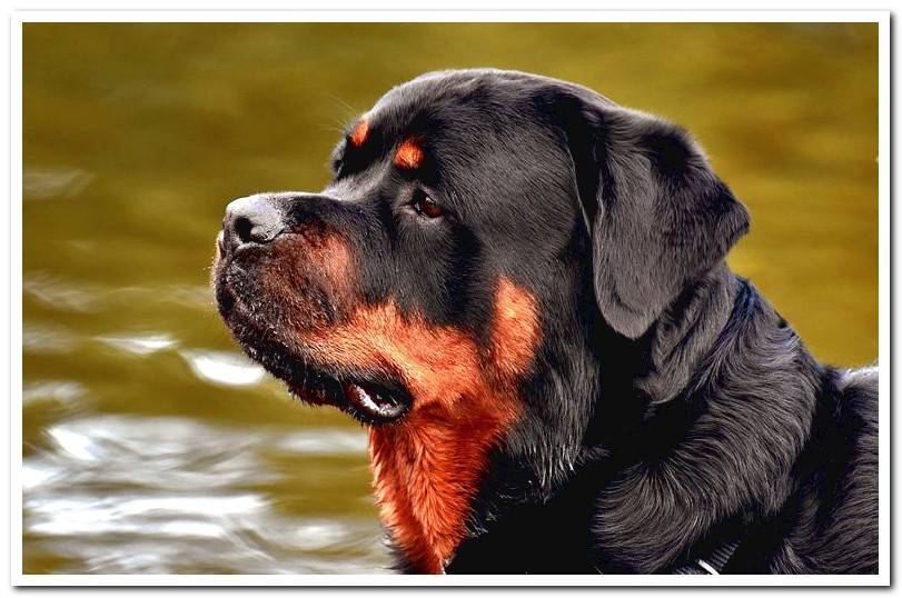 huge rottweiler