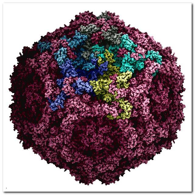 virus-parvovirus-image
