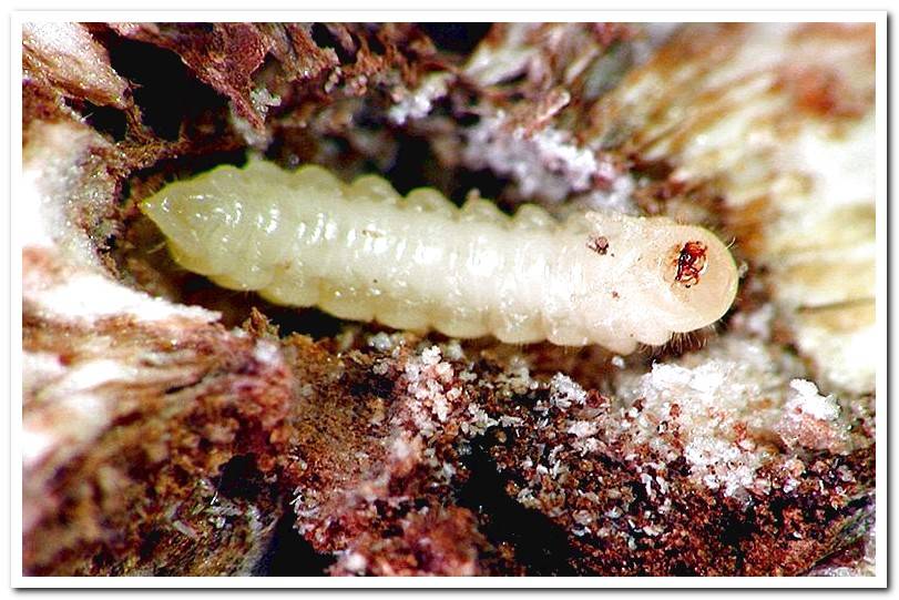 insect larva