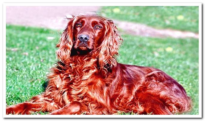 irish setter