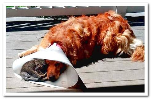 dog wearing Elizabethan collar