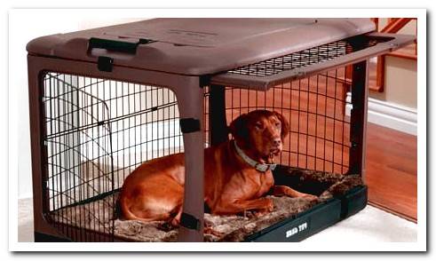 Dog resting inside its cage