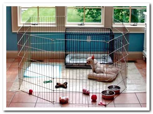 folding dog cage