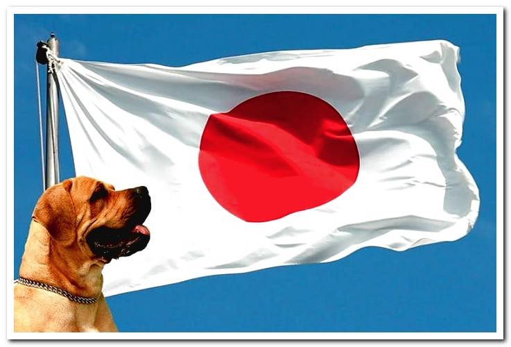 japan-flag-with-dog