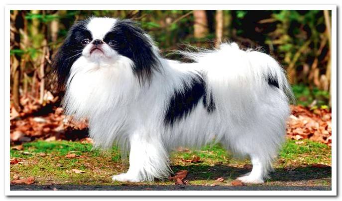 japanese-spaniel