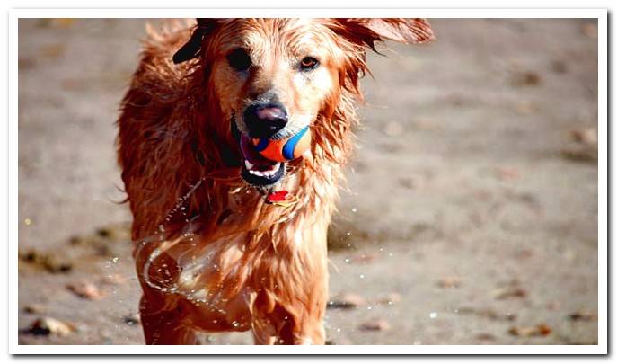 dog playing with a ball