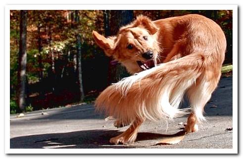 dog with toc circling