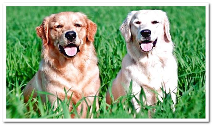 labrador and golden