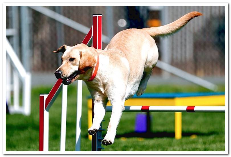 Labrador-leaping-in-Agility