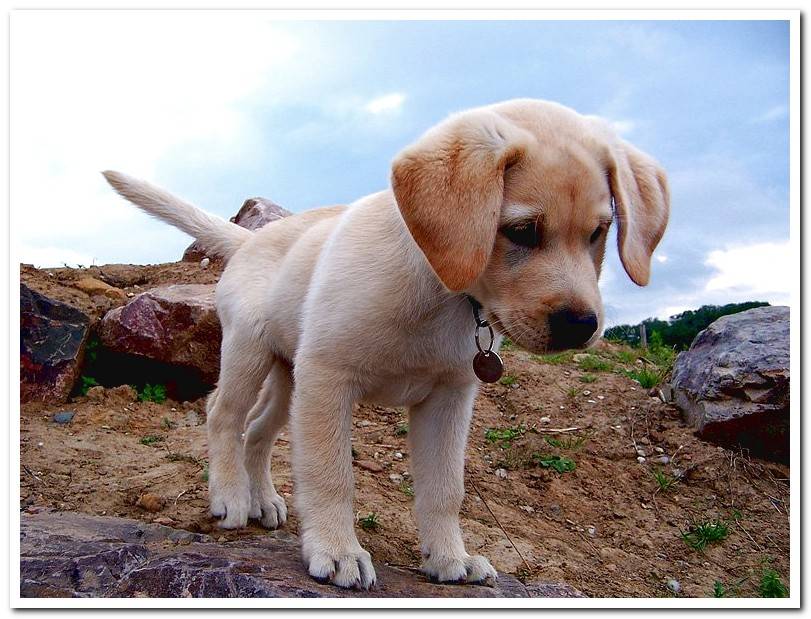 labrador puppy