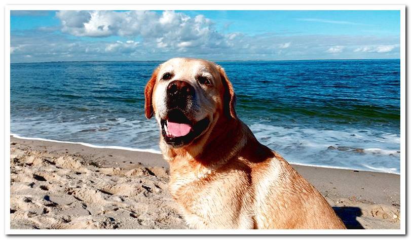 labrador-retriever-on-the-beach