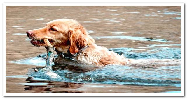 lake dog