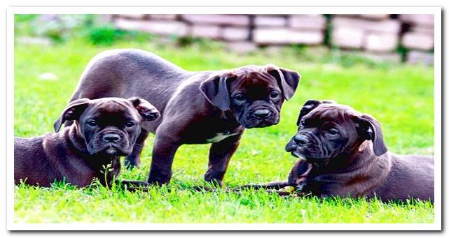 large breed puppies