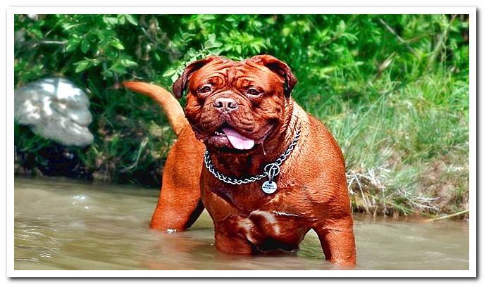 large dog playing in the water