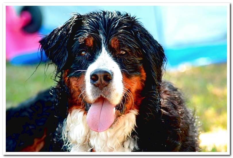 oversized-dog