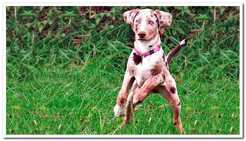 leopard-dog-of-america