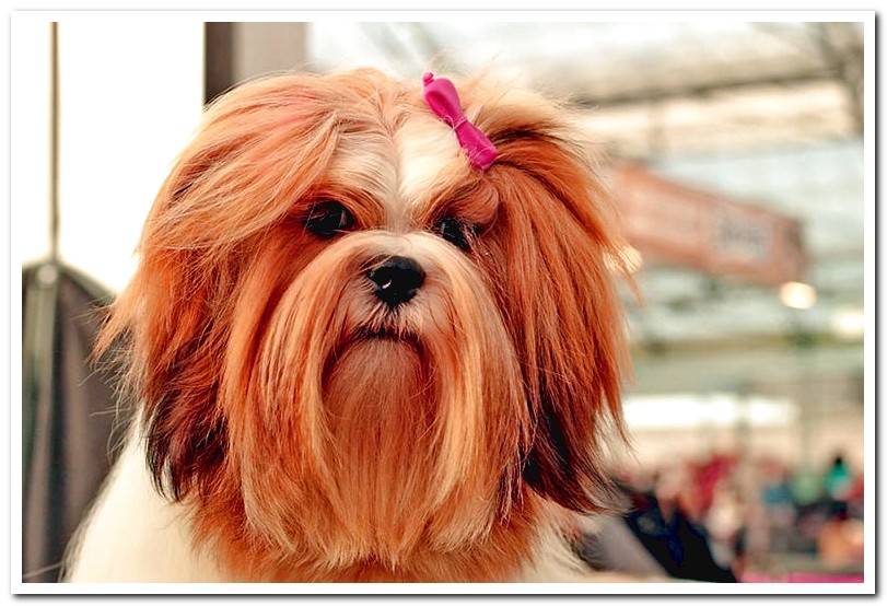 lhasa-apso-hairstyle-for-a-beauty-championship