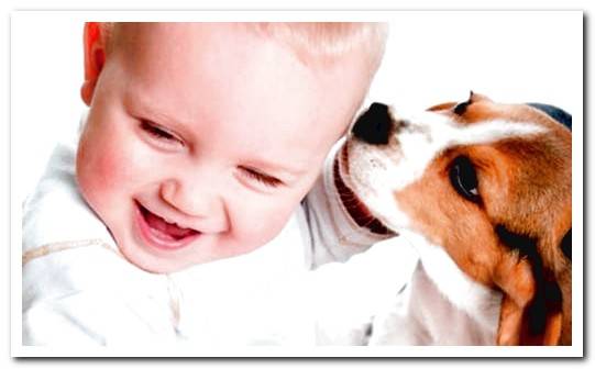 dog licking baby