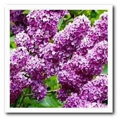 poisonous lilacs for dogs