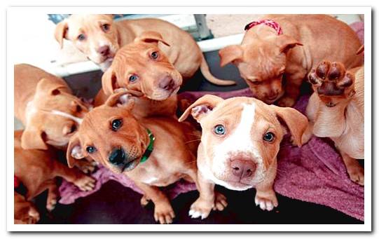 litter of pit bulls