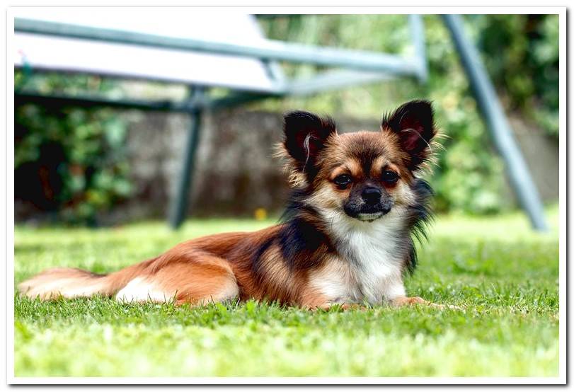 long-haired-chihuahua