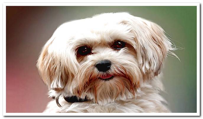 long haired dog