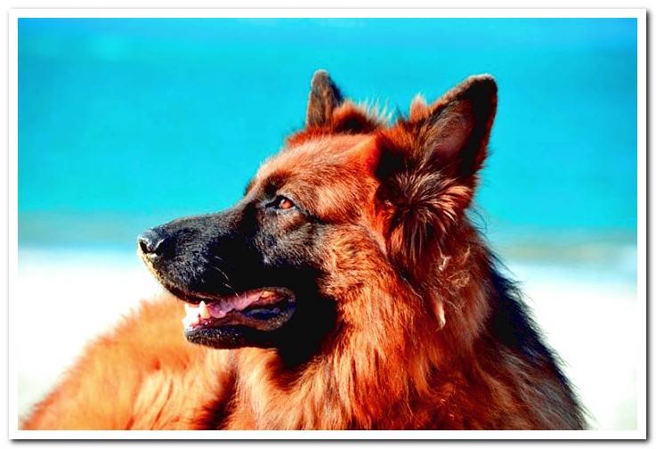 german-shepherd-long-haired